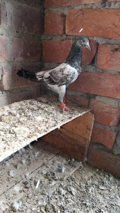 piggeaon  3 teddy  1 china batchaa