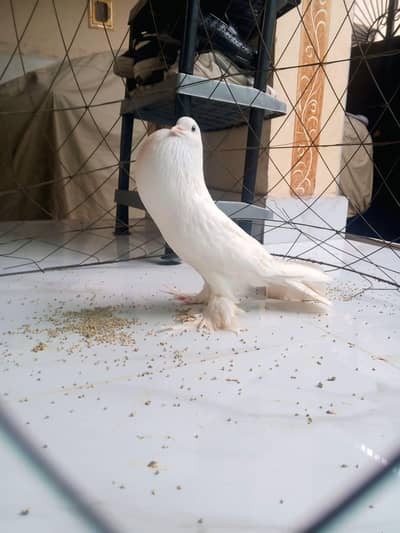 big size baloon full active male, full white color