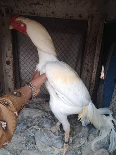 only hera aseel  sale