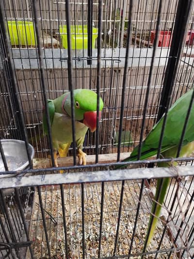 RAW BREDER PAIR PLUS TALKING 100 PERCENT CONFIRM