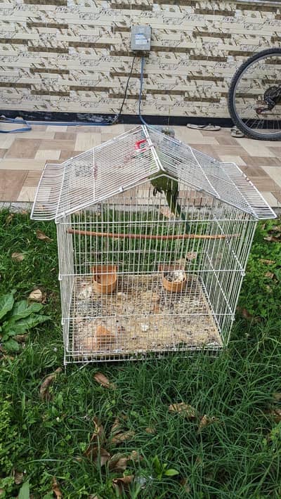 Green ring neck with cage