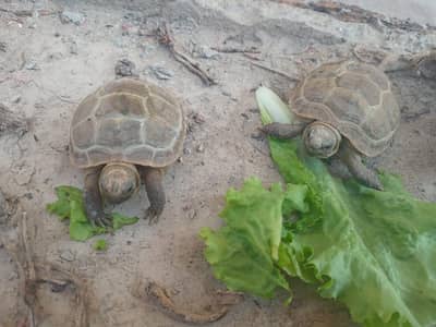 Camouflage Russian Turtles