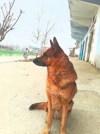 single cot Garman shipat