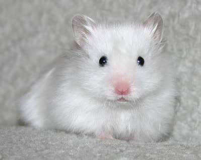 Strain Hamster with Long hair coat