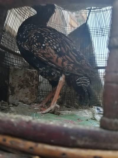 Sindhi teetar. . 03105440829