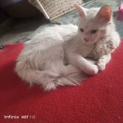 Cat wattsap per contact 03161328563