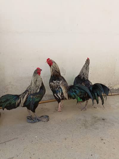 3 Aseel jawa Murga 1 Desi Murga