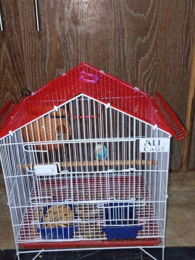 one pair astalin parrots  with  pingra