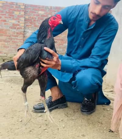 pure panus k chiks hn dono male