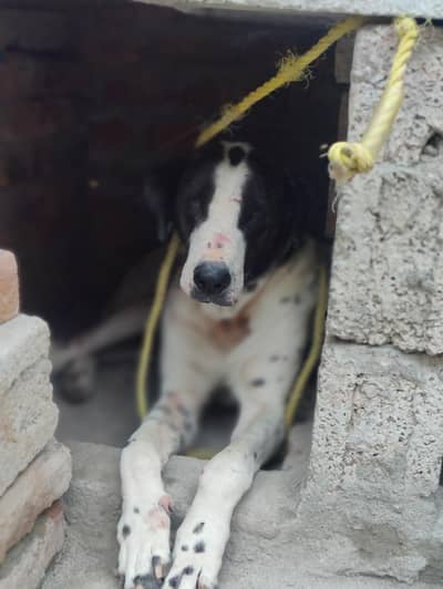 bully dog urgent sel