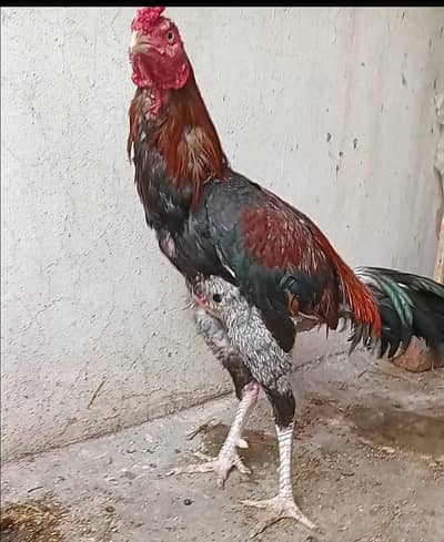 Aseel murga pakistani