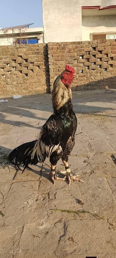 Top Quality Jawa breeder