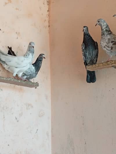 4 baby pigeon for sale