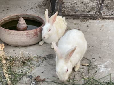 Rabbits pair