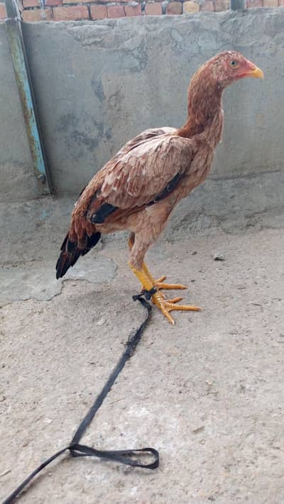 high quality aseel madi full highted