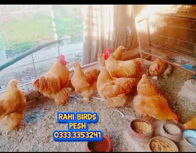 golden Havey Buff Cochin Top quality