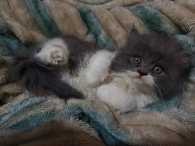 Persian kitten