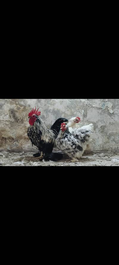 milli flower molted bantam or silkie white bantam