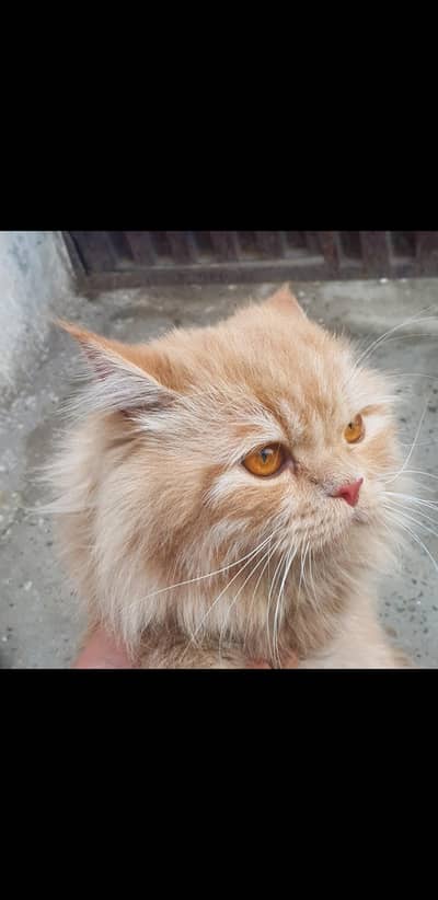 persian cat brown colour