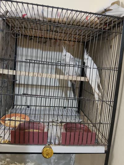 breeder pair cocktail  for sale