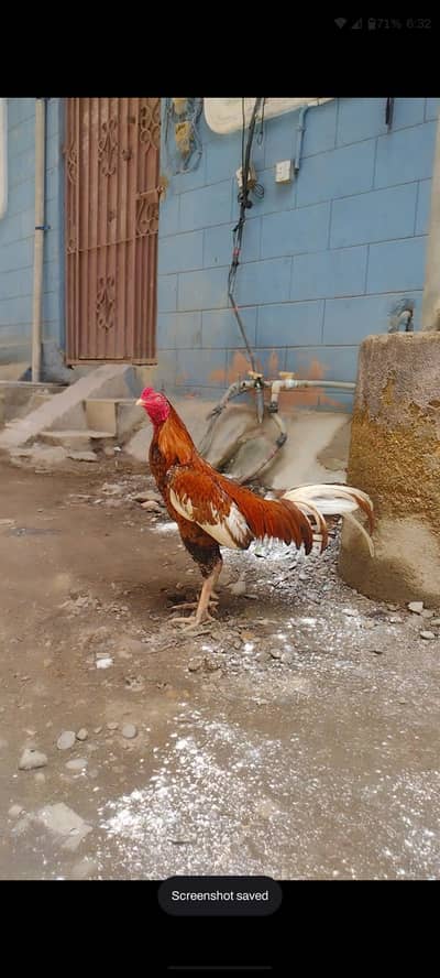 Mashallah Jagerry Male