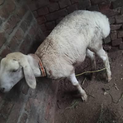 خوبصورت نر بھیڑ عمر 3 ماہ برائے فروخت