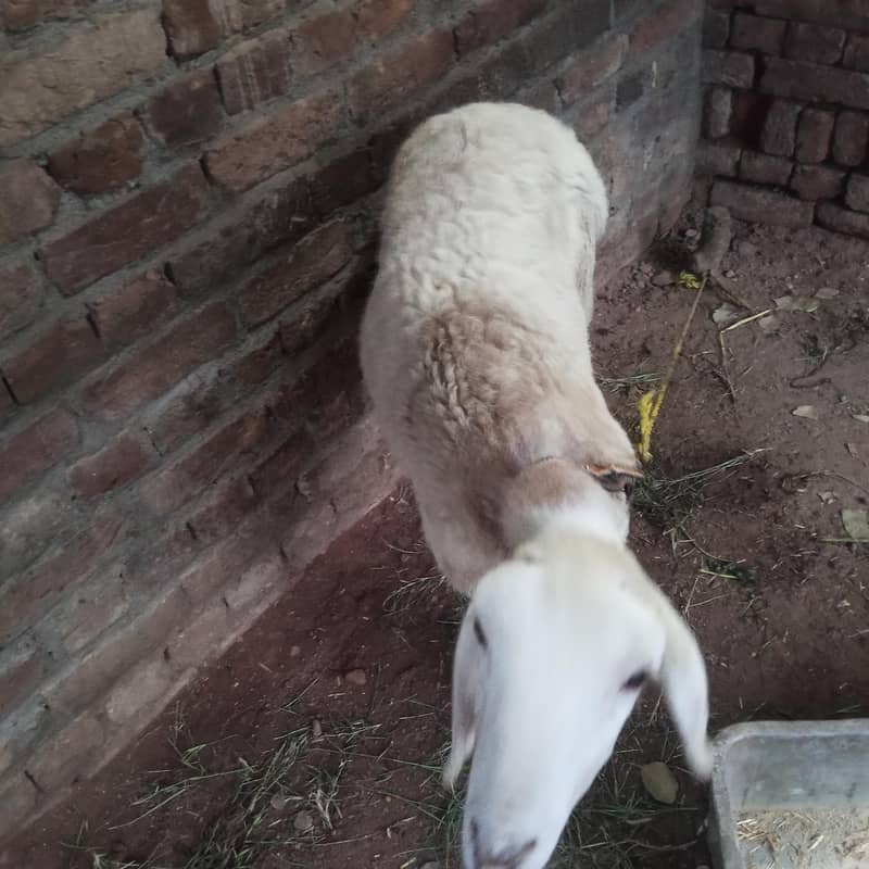 خوبصورت نر بھیڑ عمر 3 ماہ برائے فروخت 1