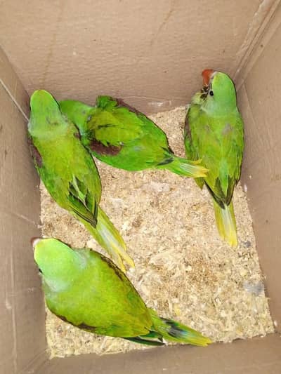 raw parrot chicks