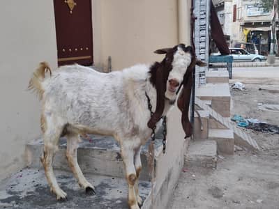 Bakra