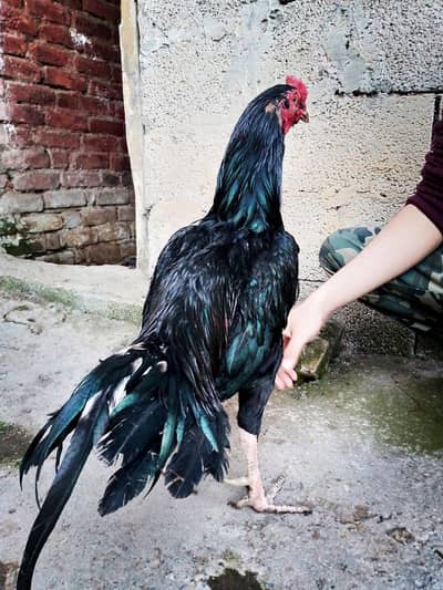 Quality Aseels for sale jawa sawa lakha heera mushka