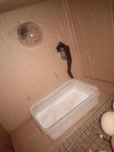 Homemade cardboard Incubator