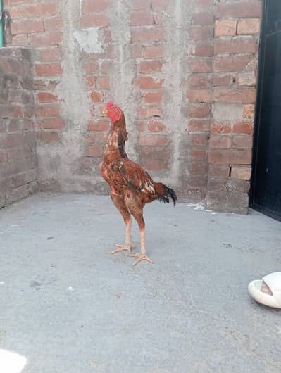 Aseel Pair and Male phaty available