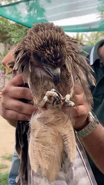 Cheel for sale, message inbox for details