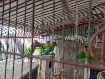 Love birds available
