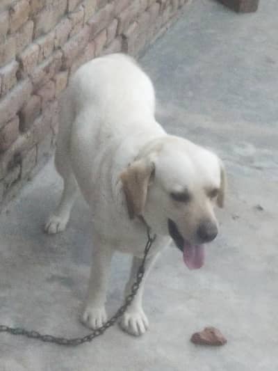 imported female pedegree for sale