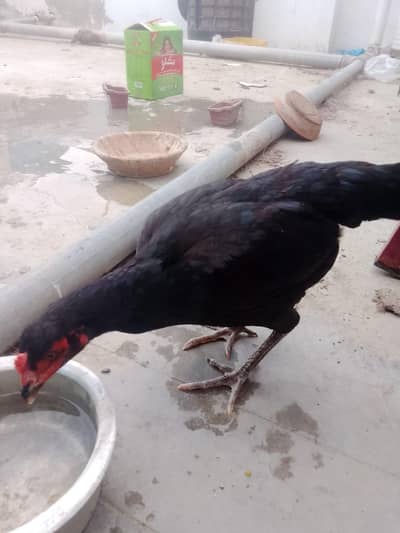 Aseel murgi eggs bhi de rhi hai