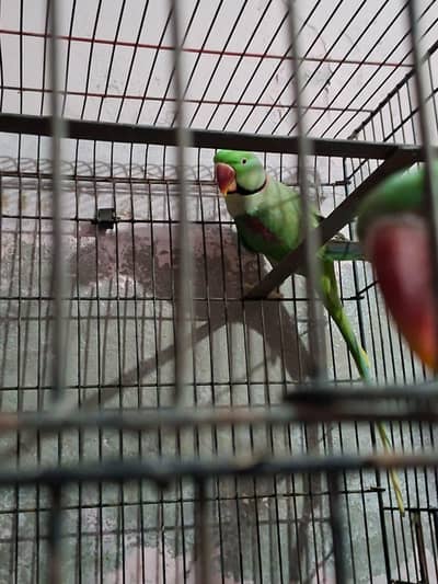 Kashmiri Raw breeder pair for sale