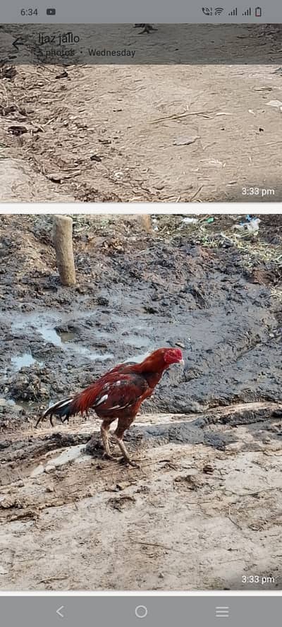 Aseel murgha ha paisoo ki zururat ha is wajah se beach raha ho