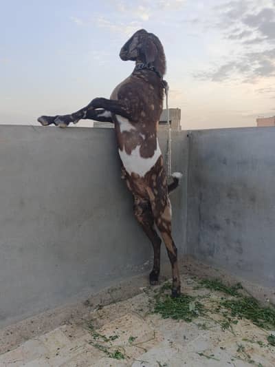 Breeder's Bakray available for sale