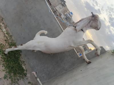 Breeder's Bakray available for sale