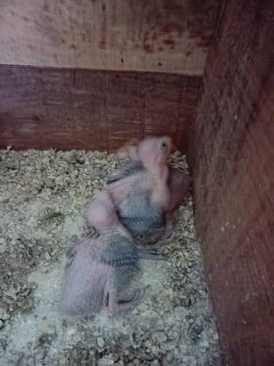 ringneck baby for sale