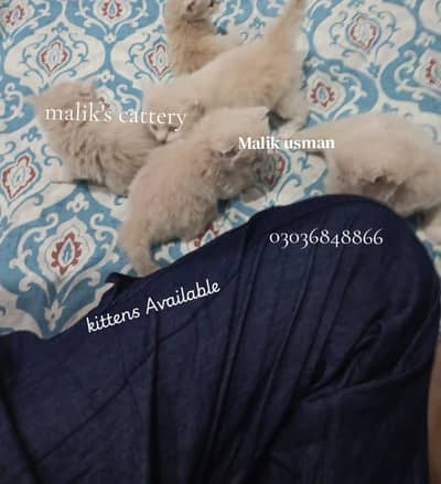 kittens available 03036848866