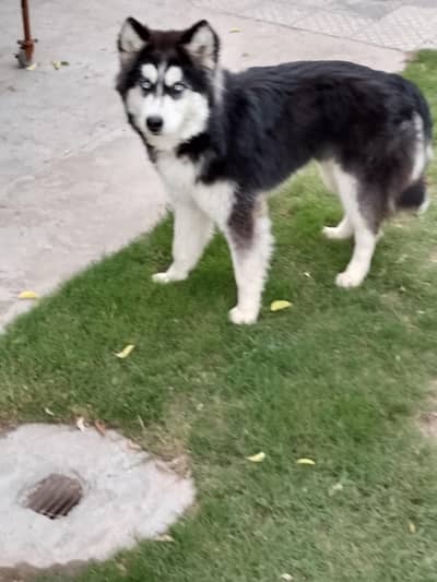 Premium Quality. Alasken Malamute Vaccinated