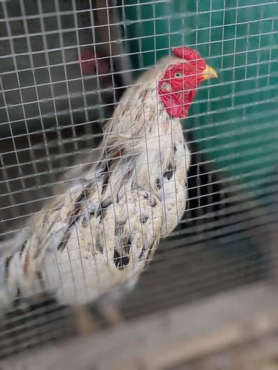 Aseel trio set for sale