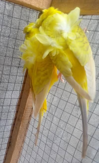 Double flower hogoromo budgies for sale.