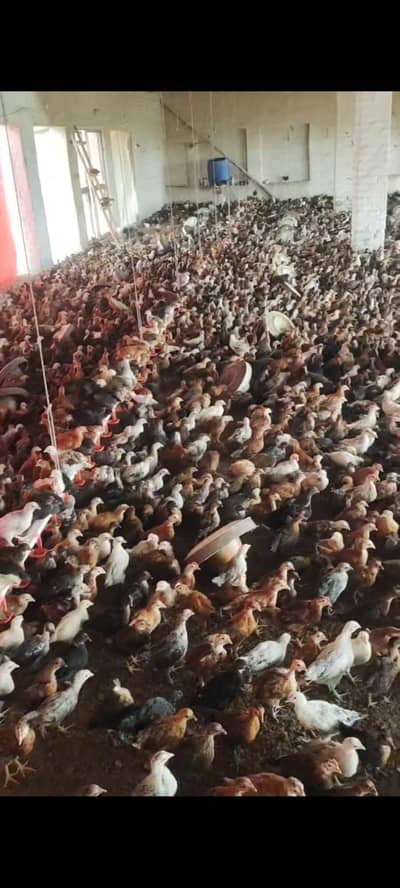 healthy golden misri chicks for sale in sahiwal