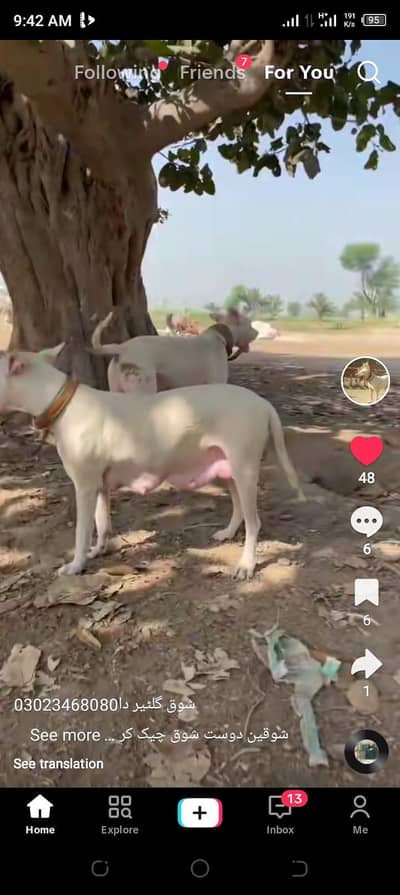 argnet sale Karna hai exchange be Karna ka Lea tayar ho German ka Sath