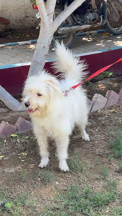 Poodle Maltese dog breed available for sale