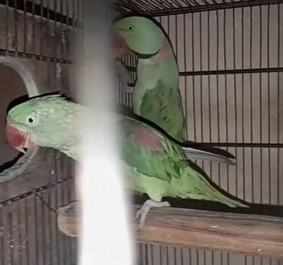 raw breeder fair jambo size