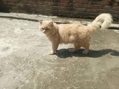 persion Male sami punch face